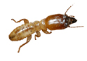 pest