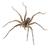 pest