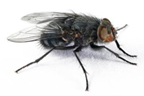 pest