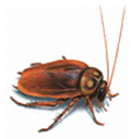 pest