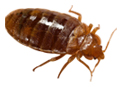 pest